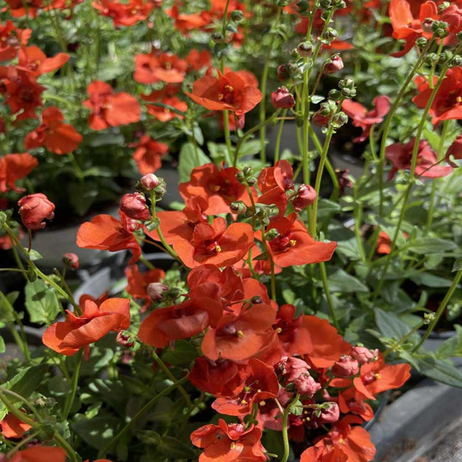 Diascia Trinity Sunset - Orange Image