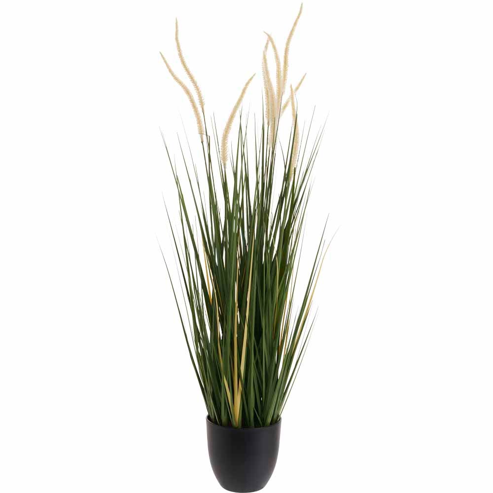 Wilko Pampas Grass Potted Plant Image 1