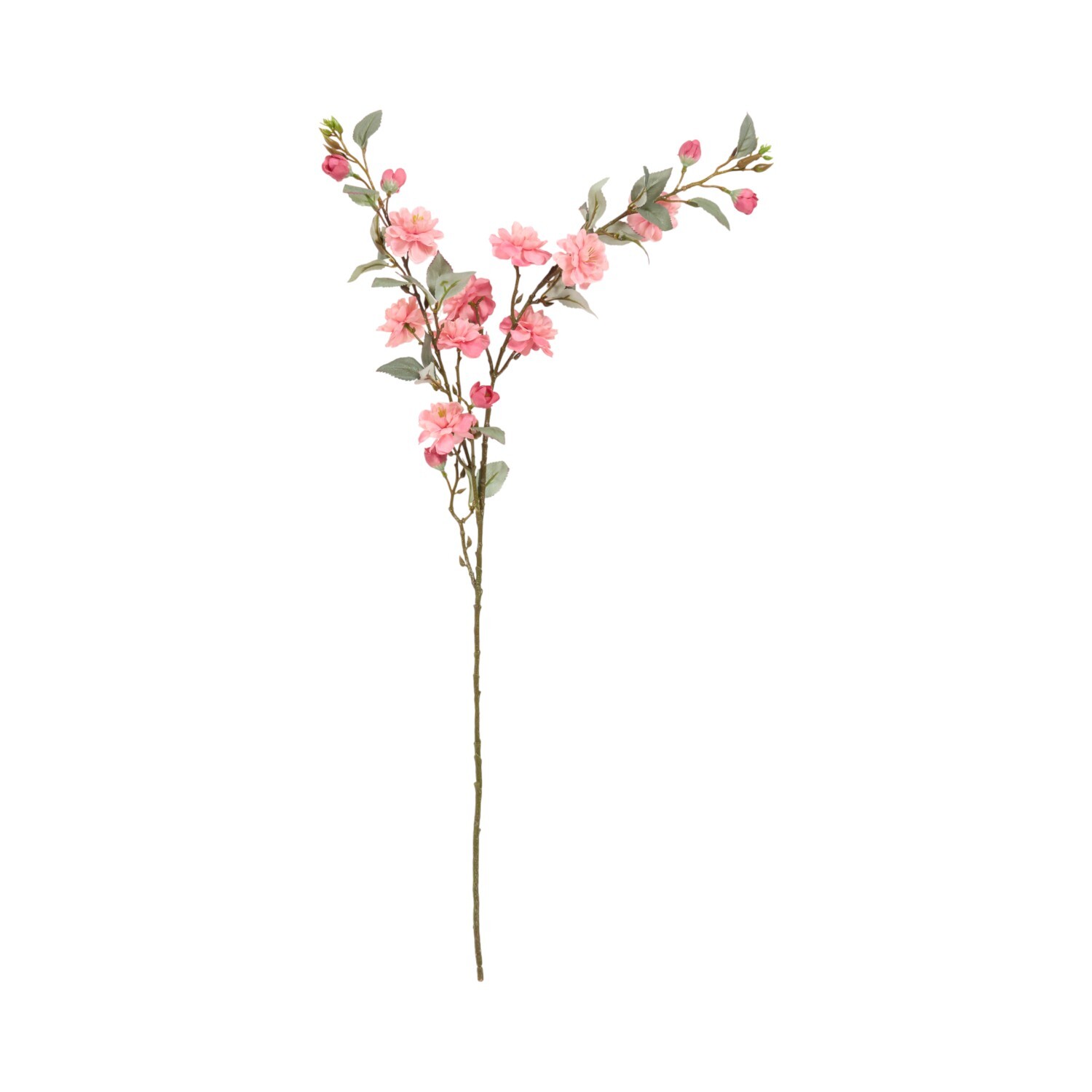 Camellia Stem Image 2