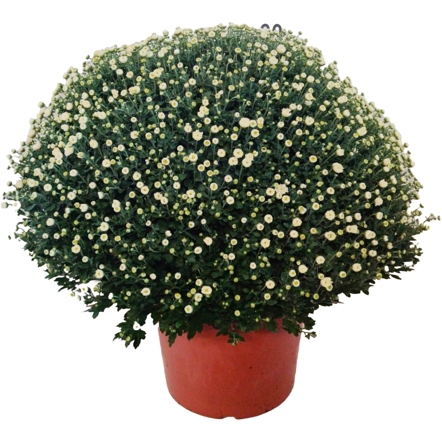 Garden Chrysanthemum Plant Green Image