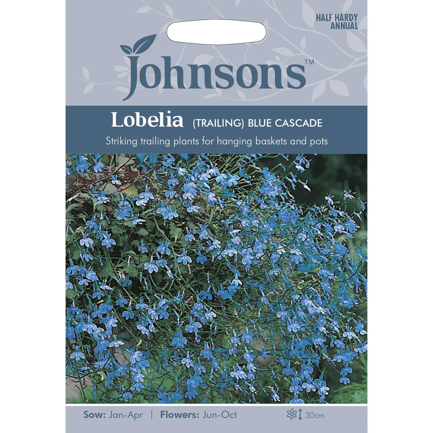 Johnsons Lobelia Trailing Blue Cascade Flower Seeds Image 2