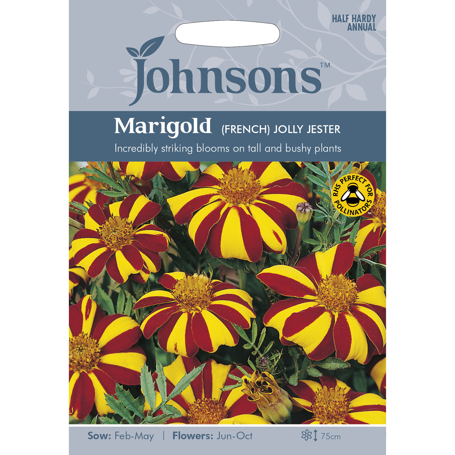 Johnsons Marigold French Jolly Jester Flower Seeds Image 2