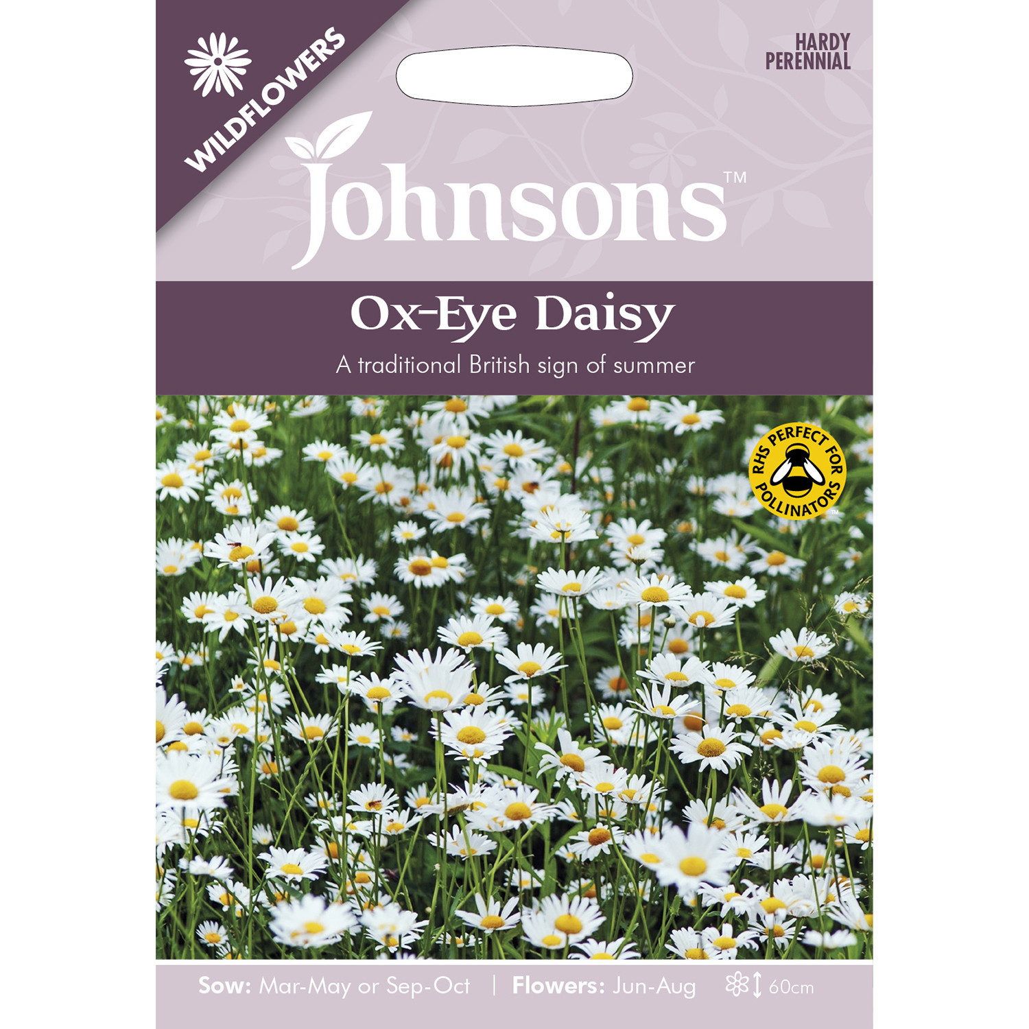 Johnsons Ox-Eye Daisy Wildflower Seeds Image 2
