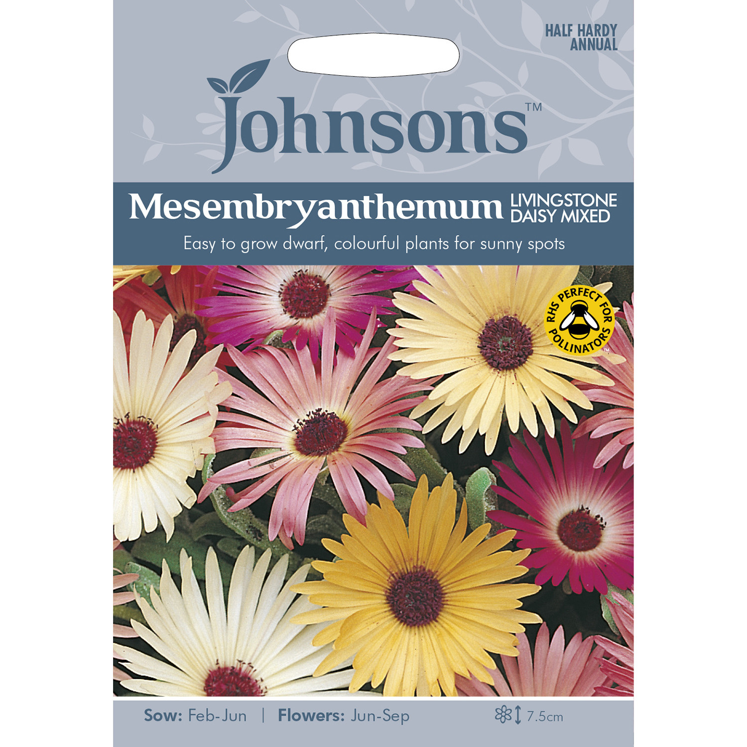 Johnsons Mesembryanthemum Mixed Flower Seeds Image 2