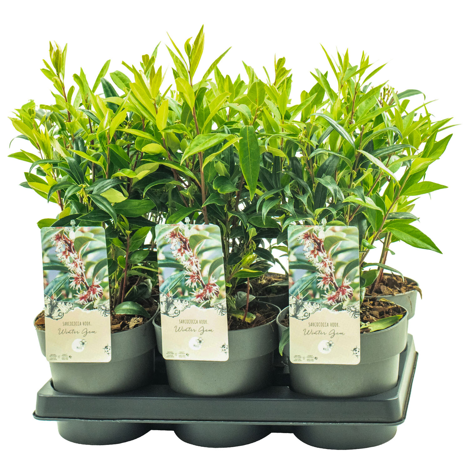 Sarcococca Winter Gem 15cm - Green Image