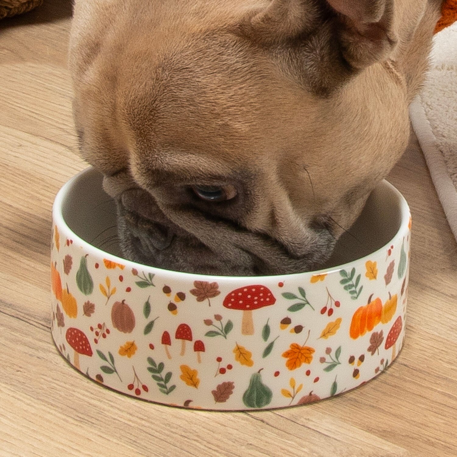 Pumpkin Patch Pet Bowl Multicolour Image 1