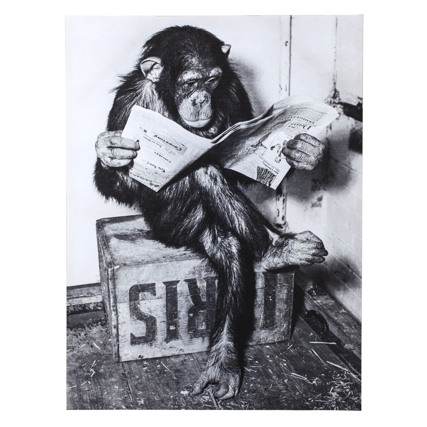 Grey Chimpanzee Reading Newspaper Canvas 60 x 80cm Image