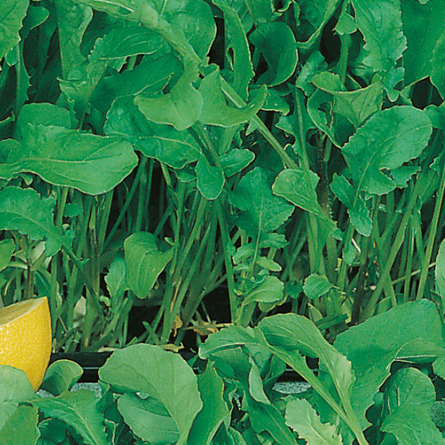 Johnsons Organic Rocket Seeds Image 1