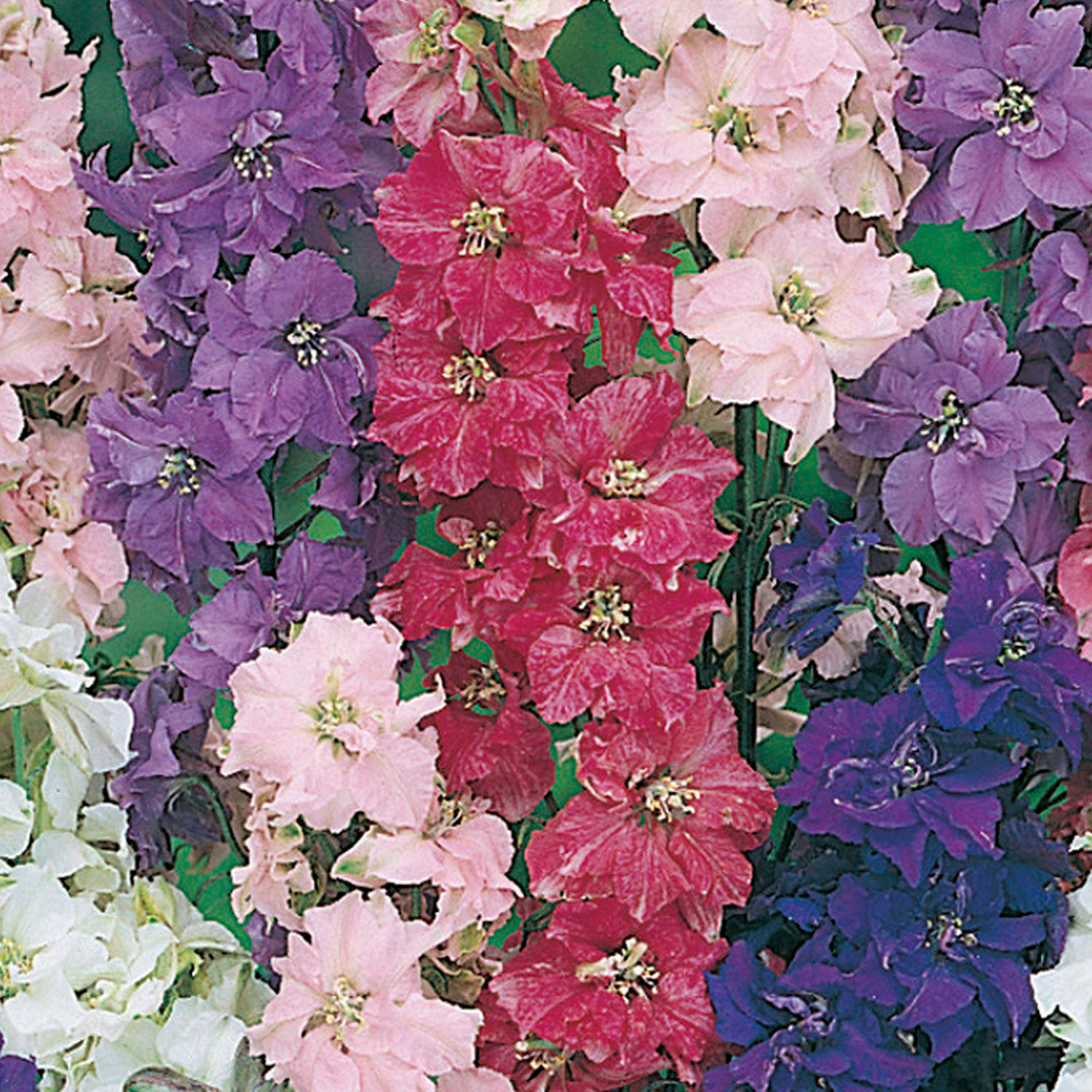 Johnsons Larkspur Giant Imperial Mixed Flower Seeds Image 1