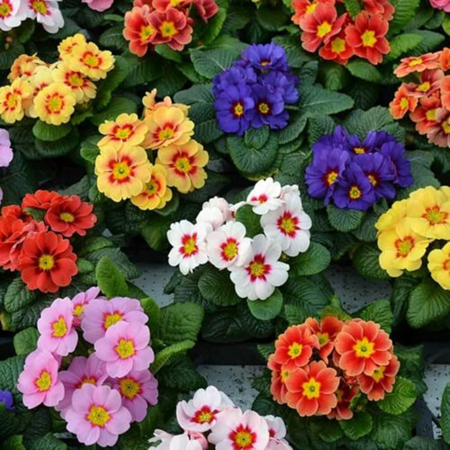 Primula Carry Pack - Multicolour Image