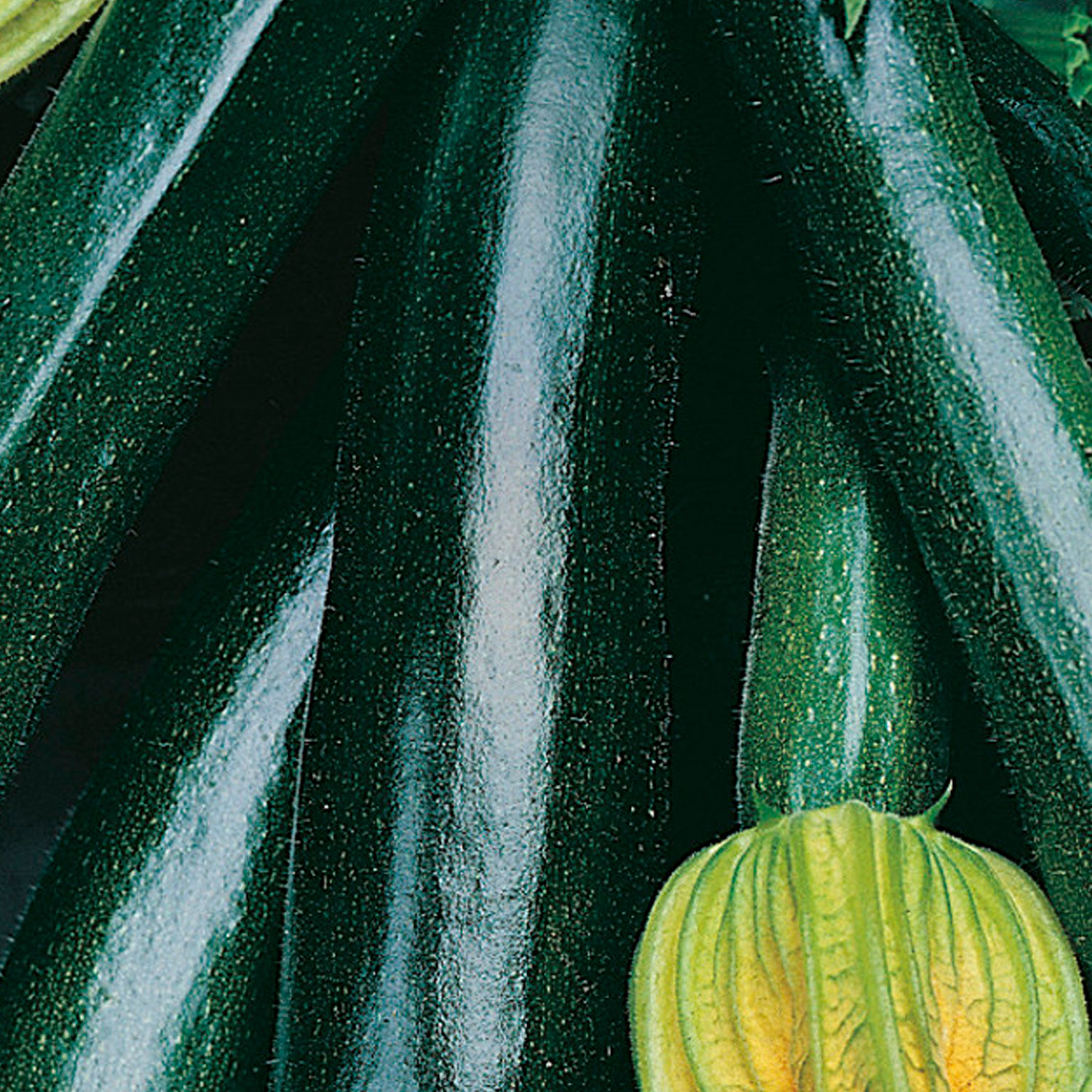 Johnsons Organic Black Beauty Courgette Seeds Image 1