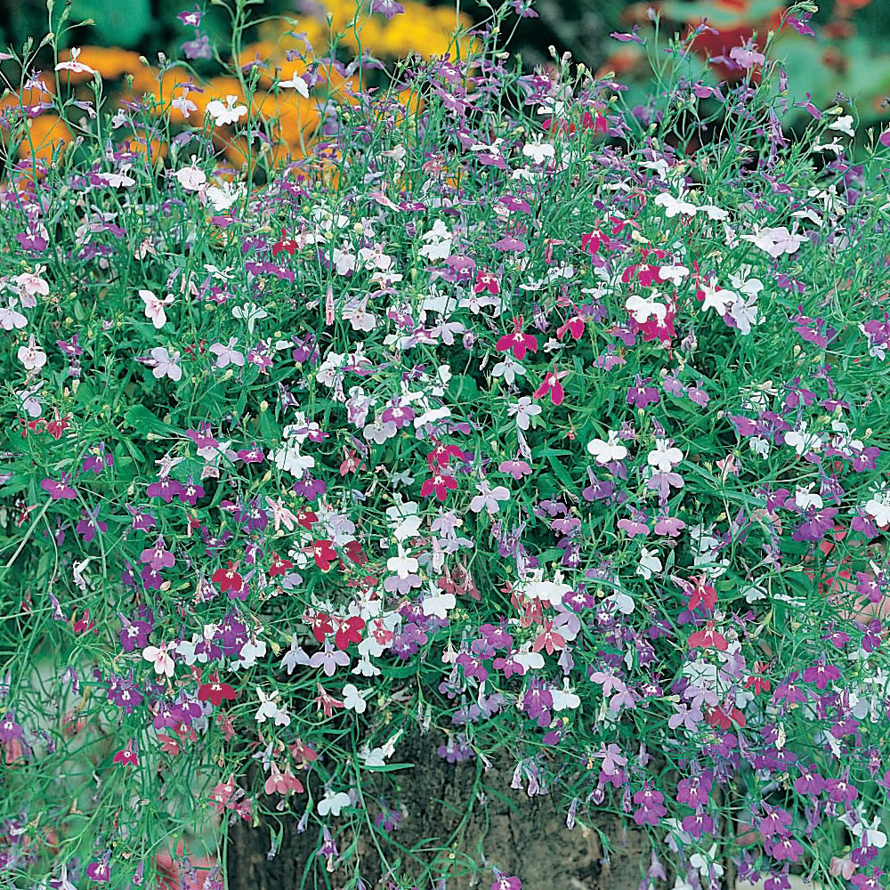 Wilko Lobelia Colour Cascade Mixed Seeds Image 1
