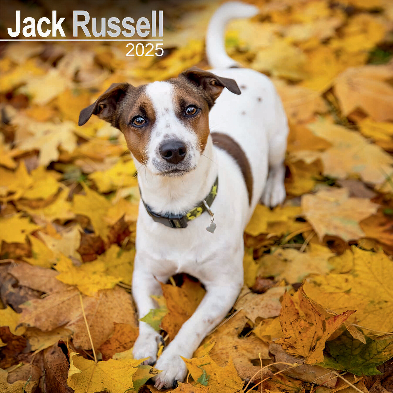 2025 Dog Wall Calendar - Jack Russell Image