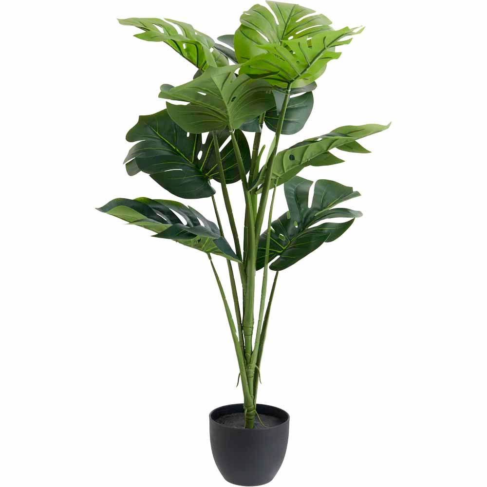 Wilko Large Cheese Plant In Pot Image 1