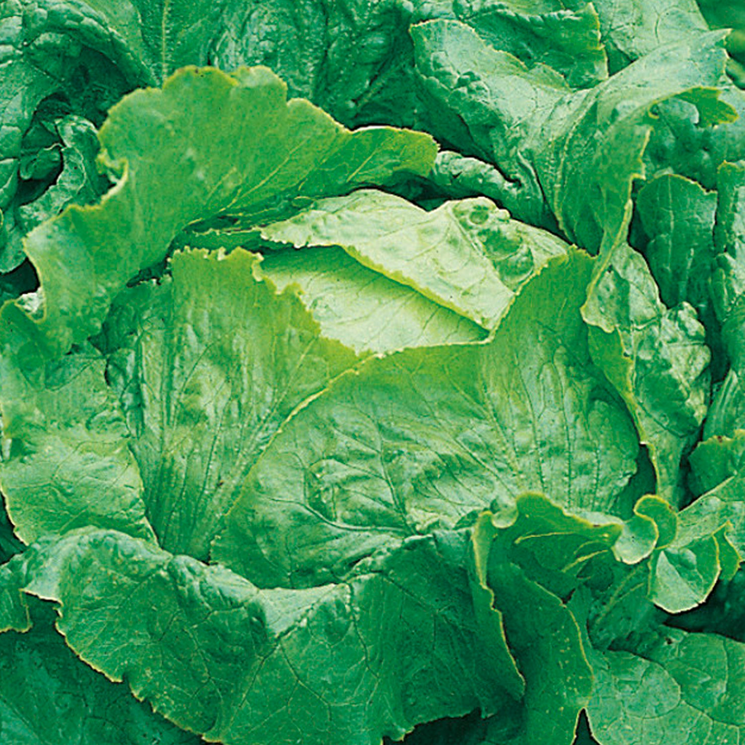 Johnsons Webbs Wonderful Lettuce Seeds Image 1