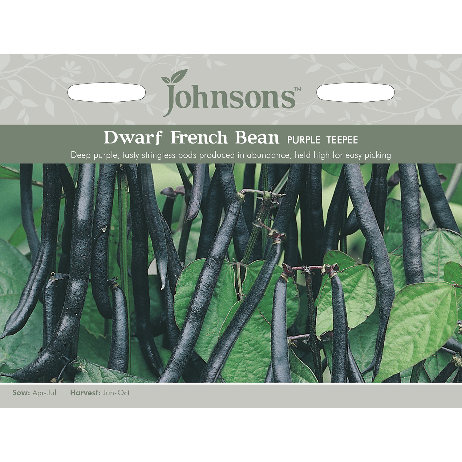 Johnsons Purple Teepee Dwarf French Bean Seeds Image 2