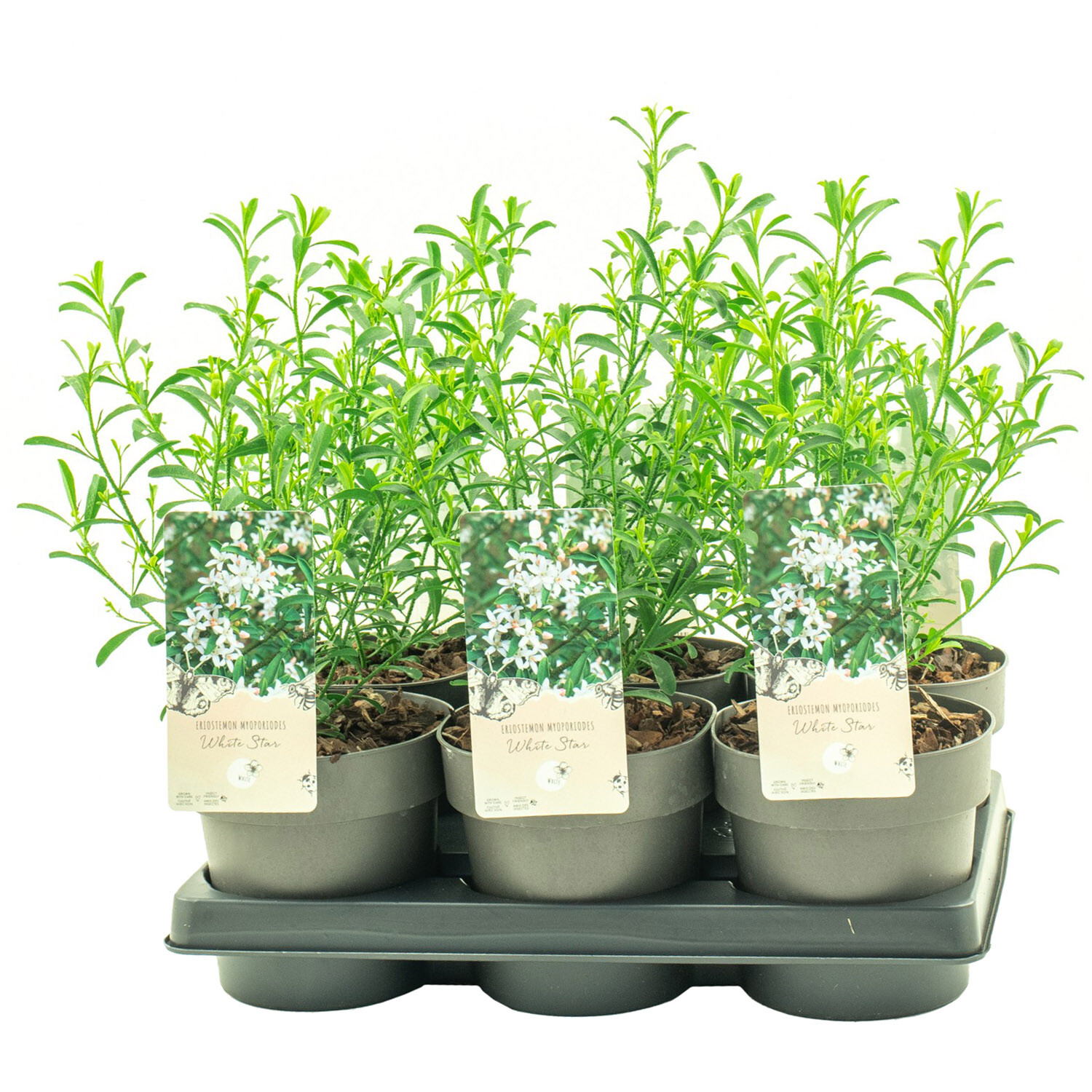 Eriostemon White Star 15cm - Green and White Image