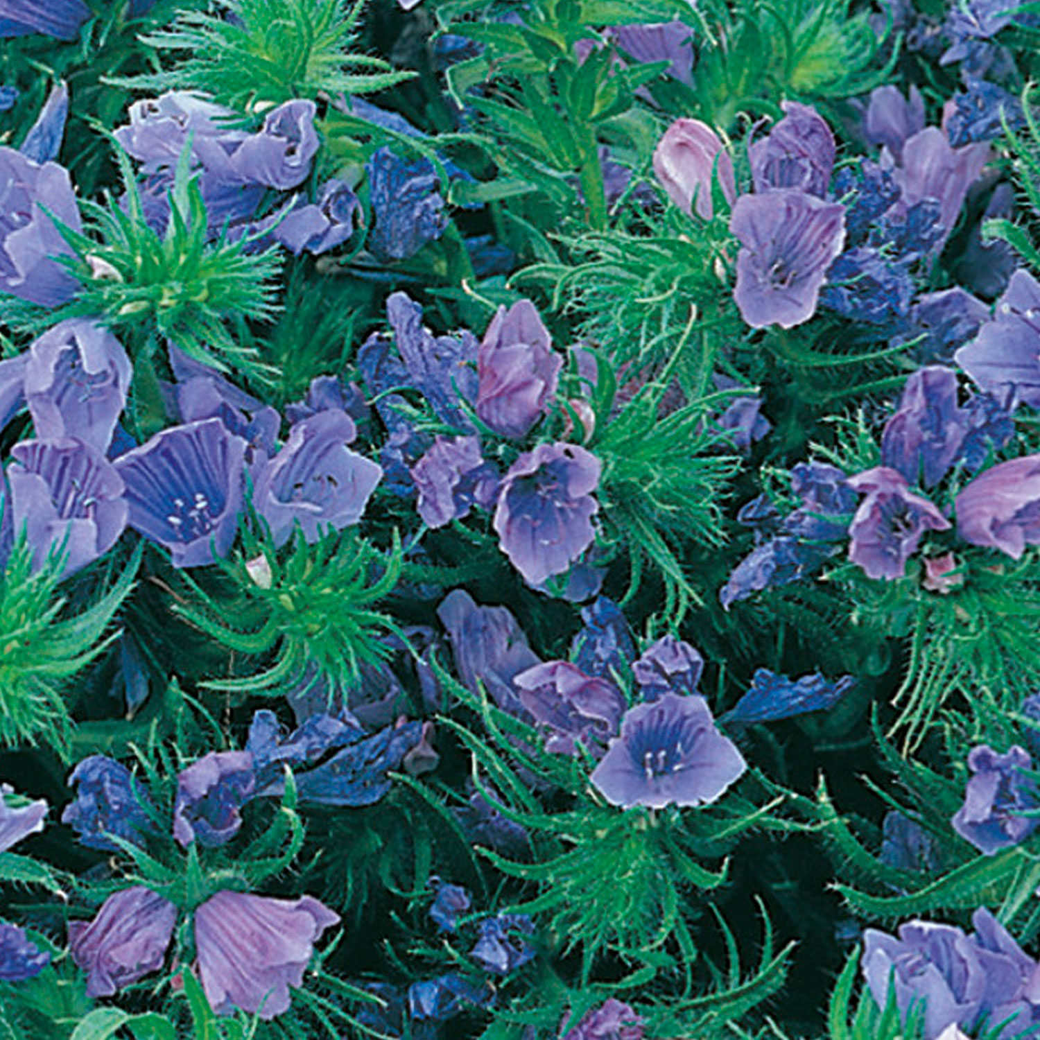 Johnsons Echium Blue Bedder Flower Seeds Image 1
