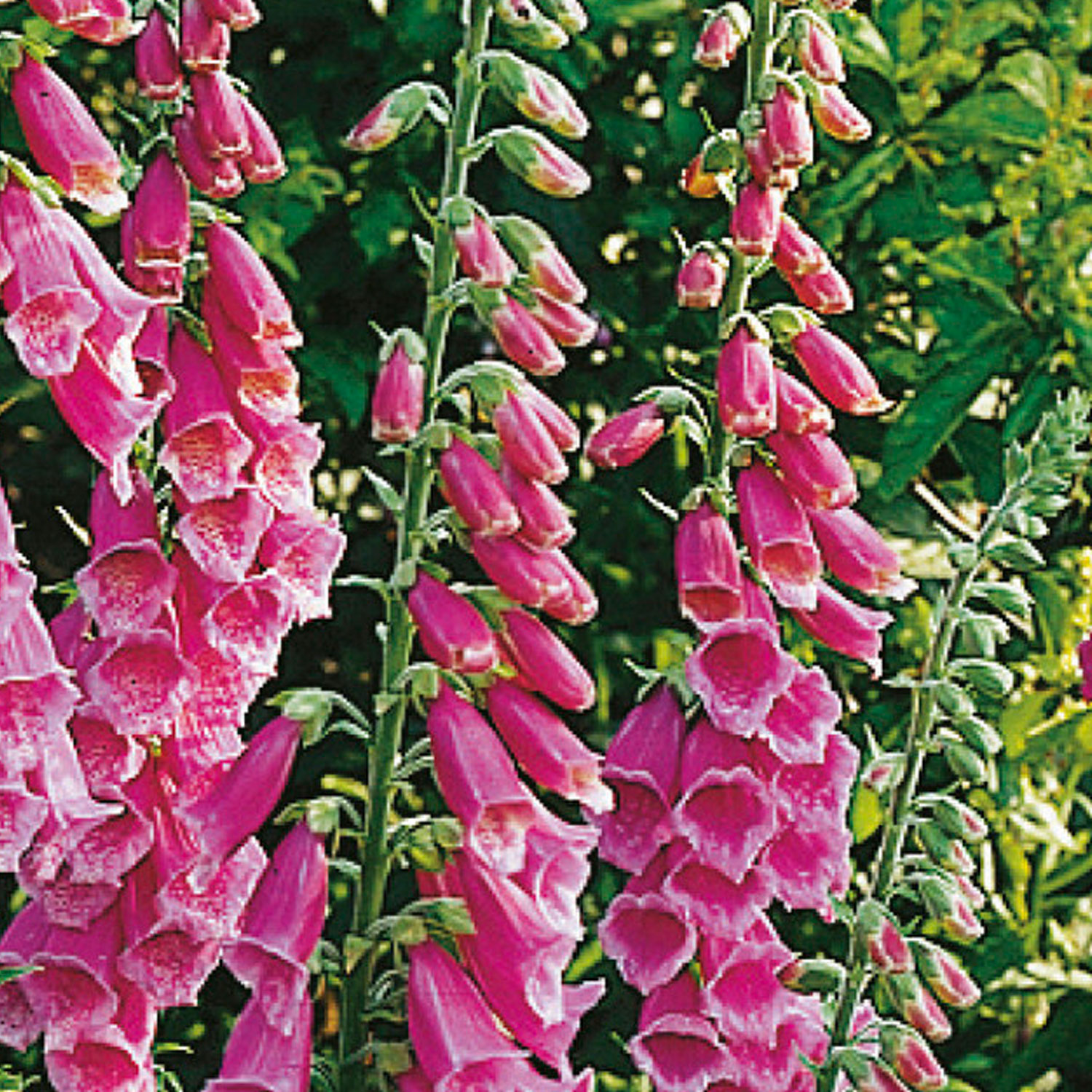 Johnsons Wildflowers Foxglove Flower Seeds Image 1