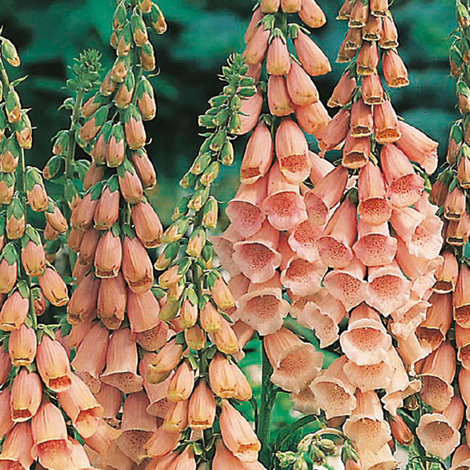 Johnsons Foxglove Apricot Delight Flower Seeds Image 1