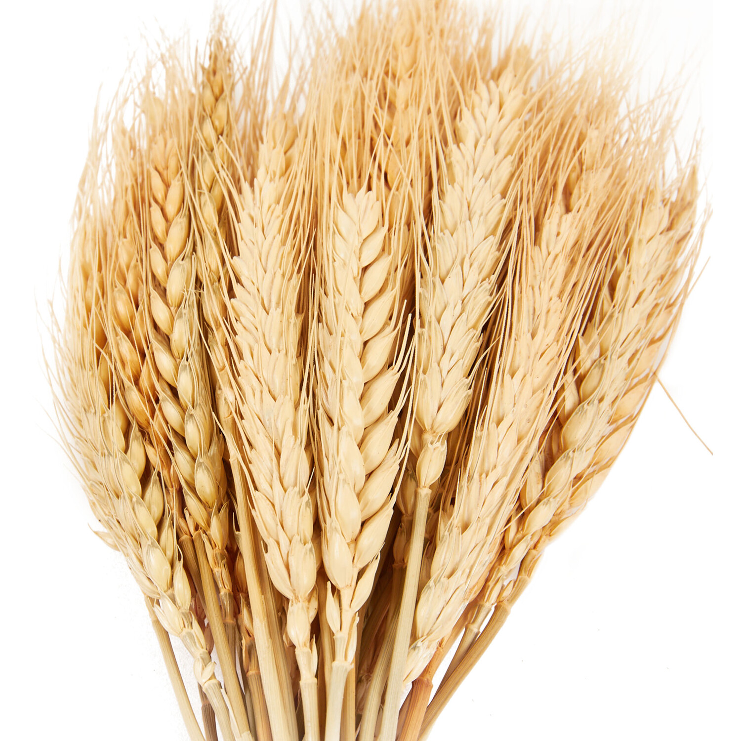 Hares Tail Grass or Wheat Decorative Picks Image 3