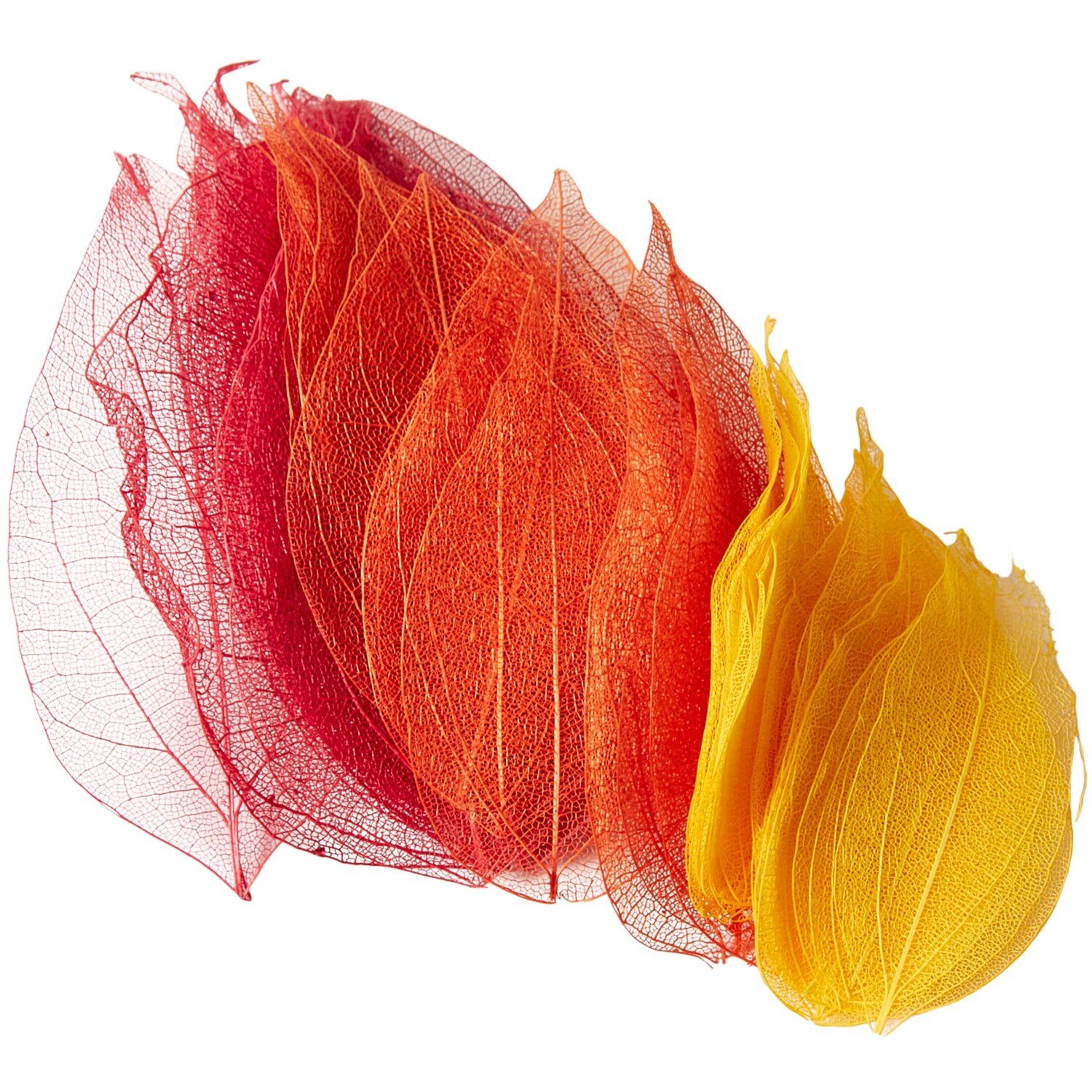 Pack of 40 Autumn Skeleton Leaves Image 2