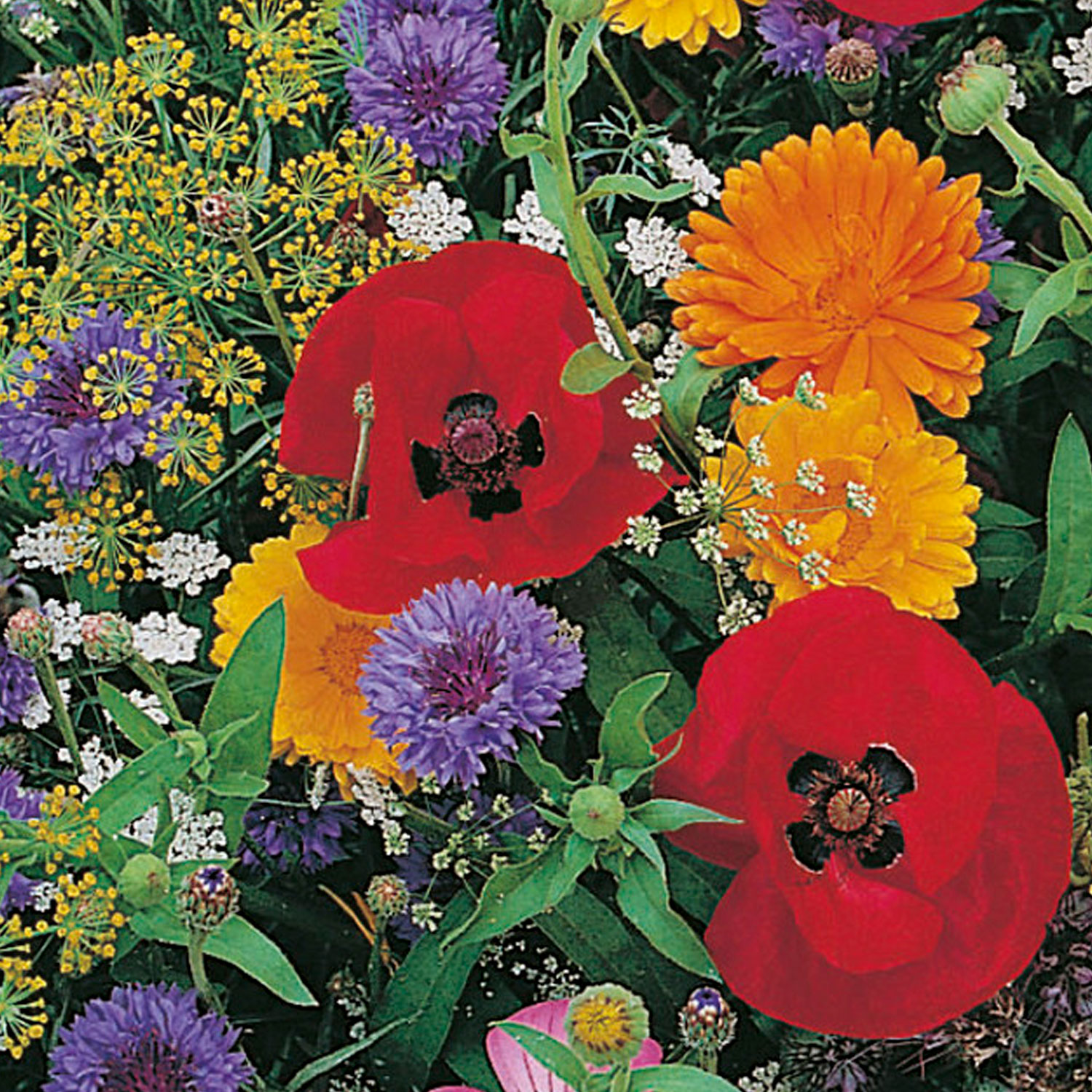 Johnsons Annuals Mixed Wildlife Friendly Flower Seeds Image 1