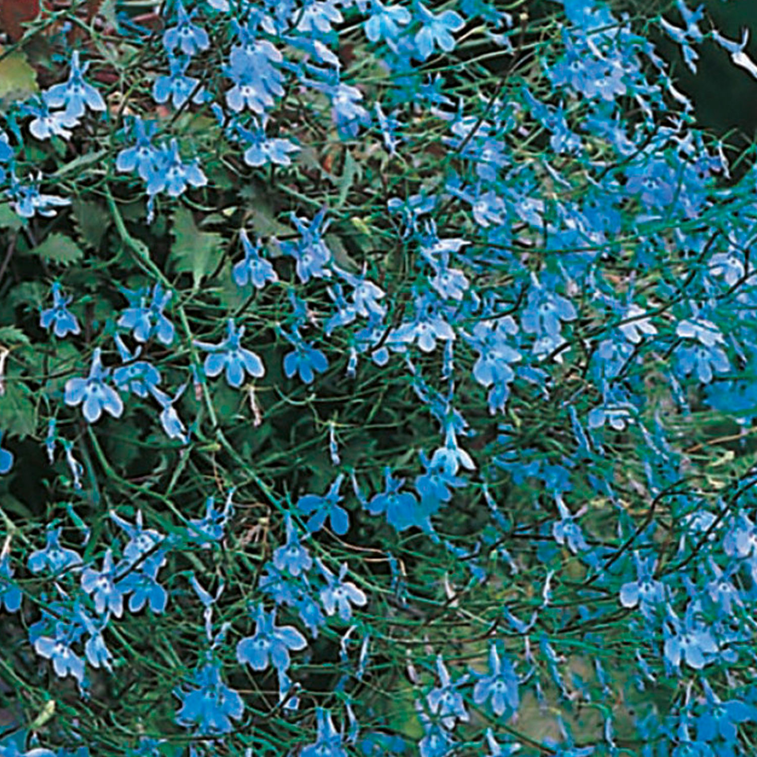 Johnsons Lobelia Trailing Blue Cascade Flower Seeds Image 1