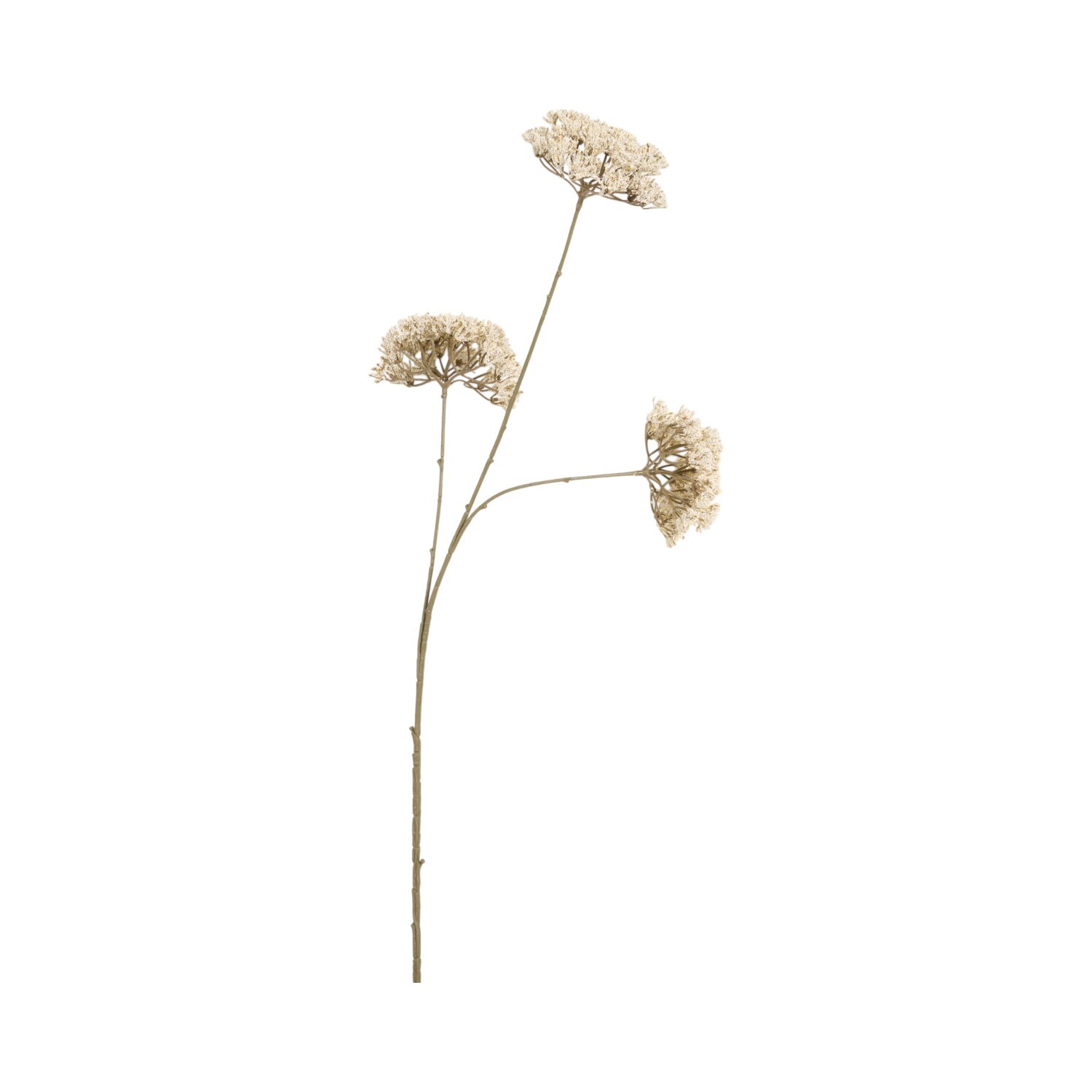 Queen Annes Lace Stem 86cm White Image 1