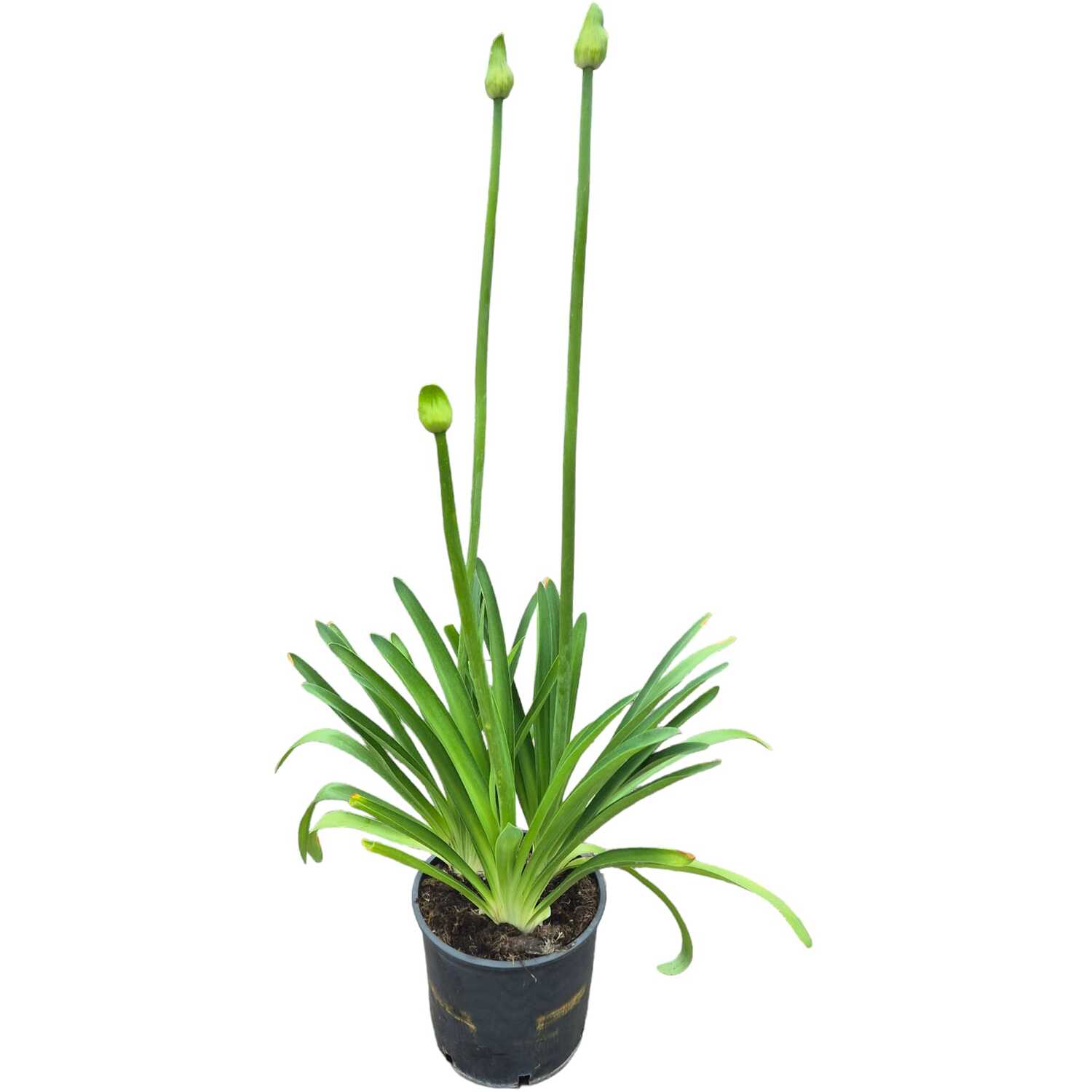 Agapanthus 9L - Multicolour Image