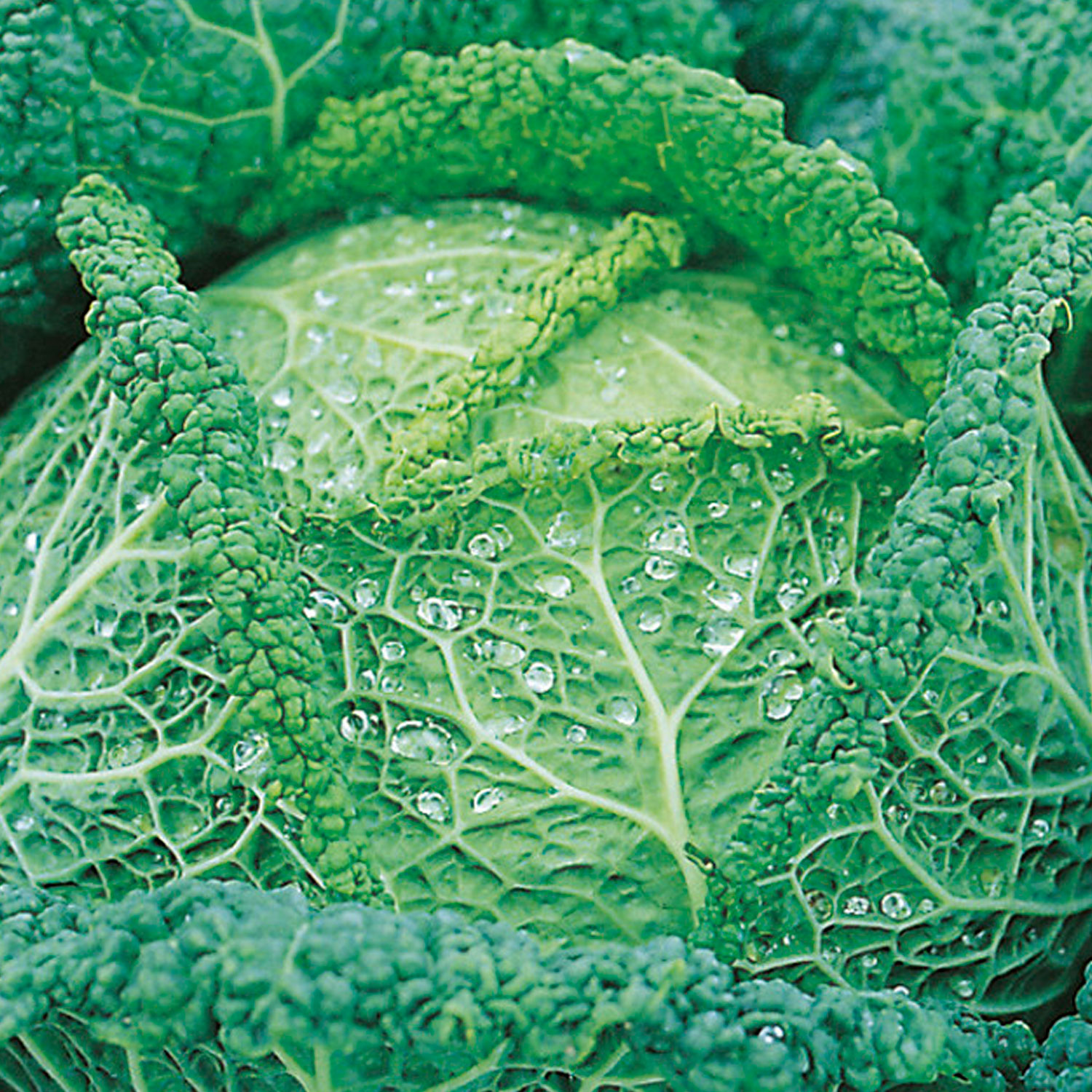 Johnsons Savoy Vertus Cabbage Seeds Image 1