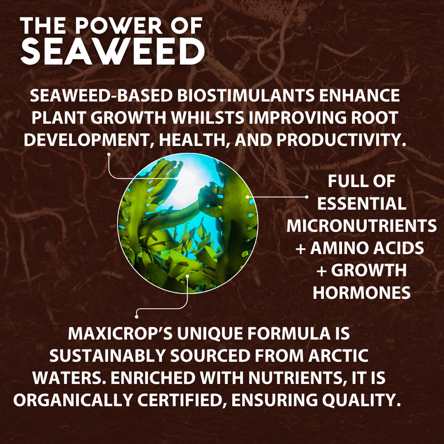Maxicrop All Purpose Growth Stimulant - Brown Image 3
