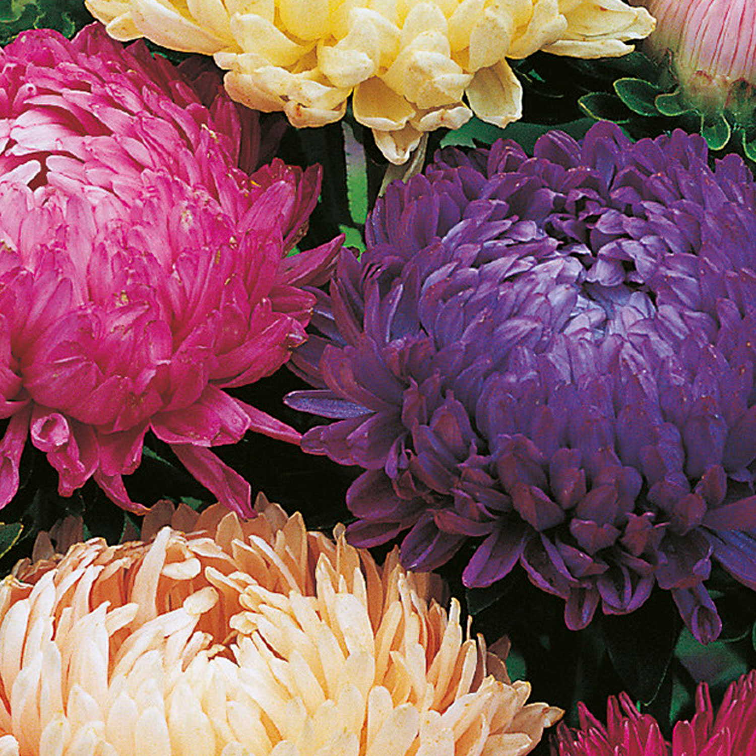 Johnsons Aster Duchess Mixed Flower Seeds Image 1