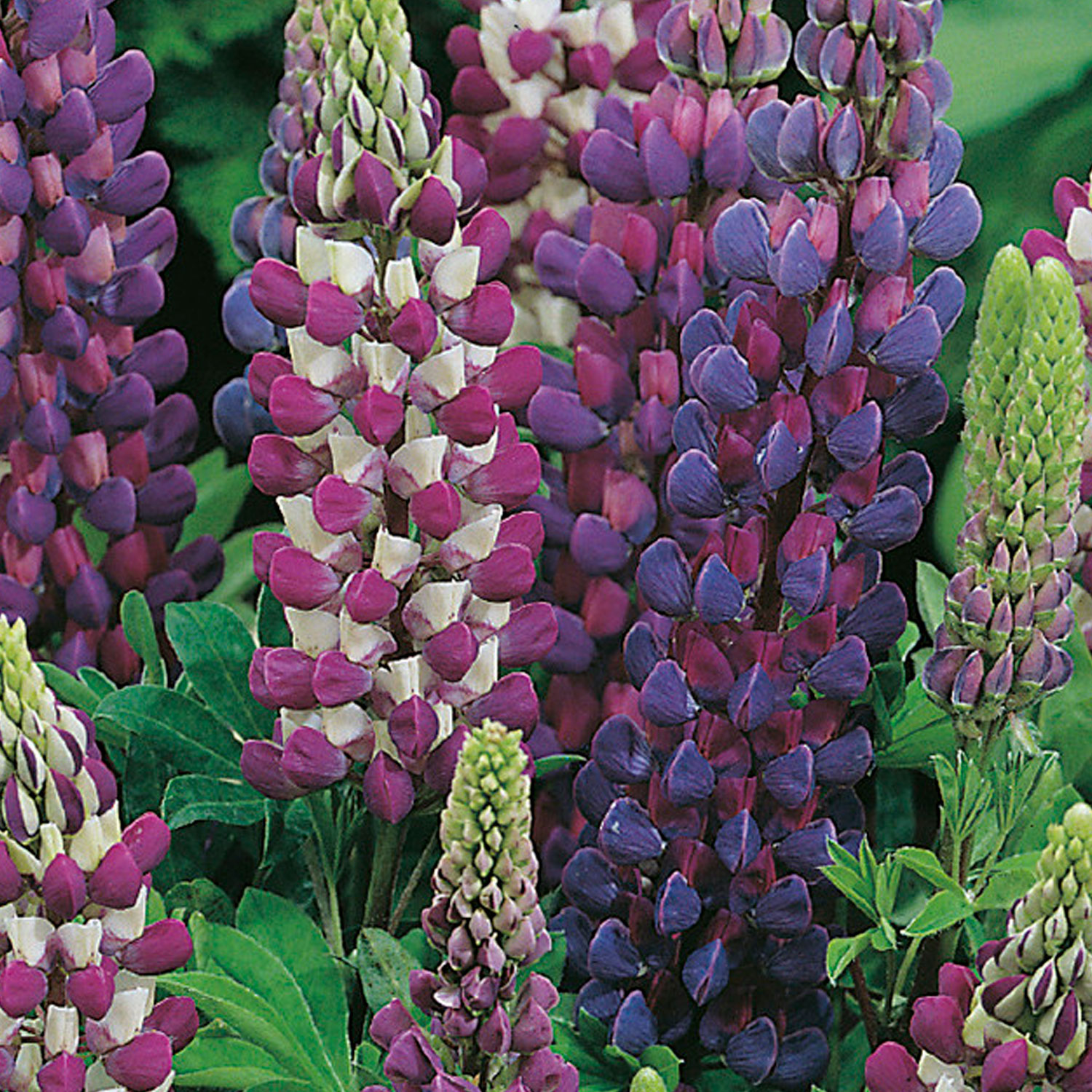 Johnsons Lupin Gallery Blue Shades Flower Seeds Image 1