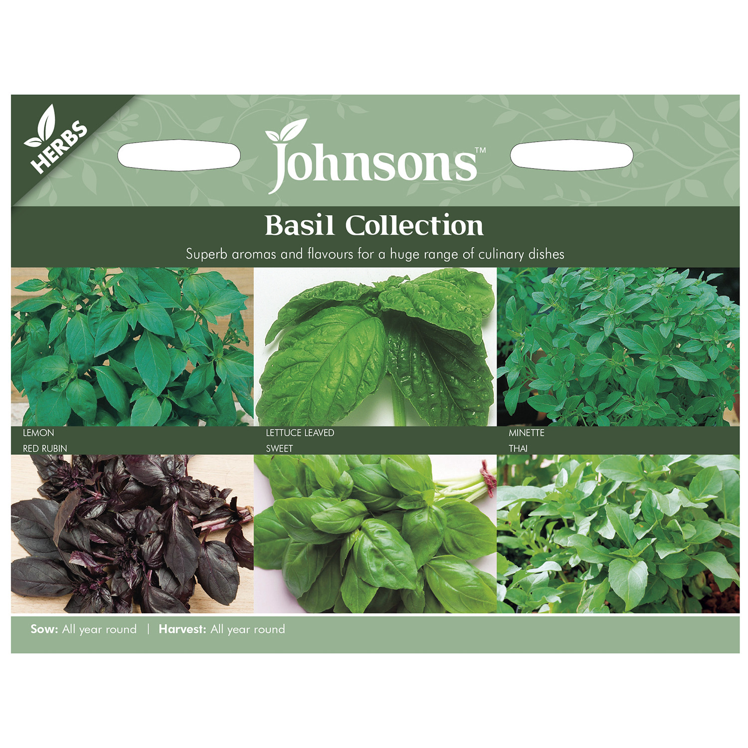 Collection Pack of Basil Seeds Image