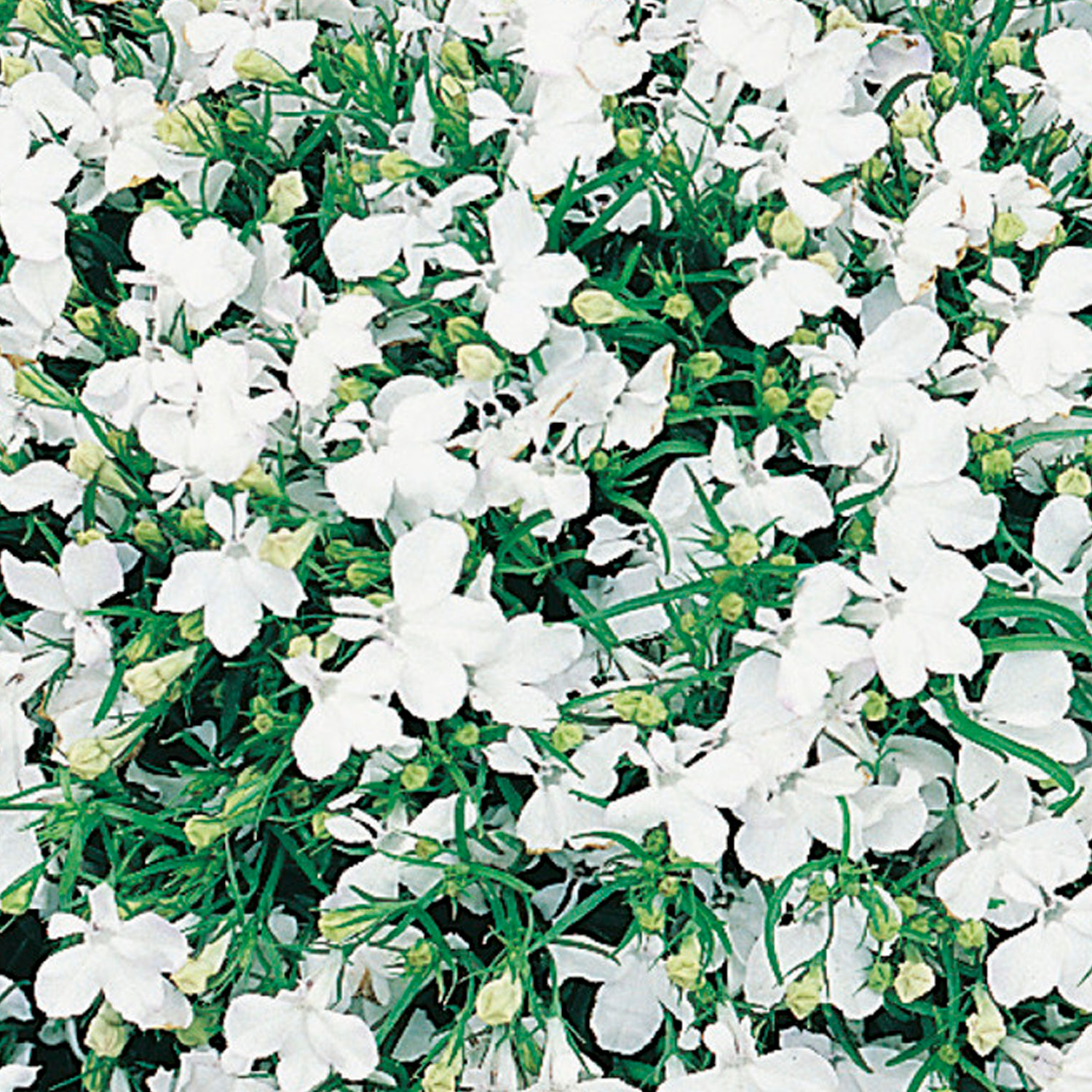 Johnsons Lobelia White Lady Flower Seeds Image 1