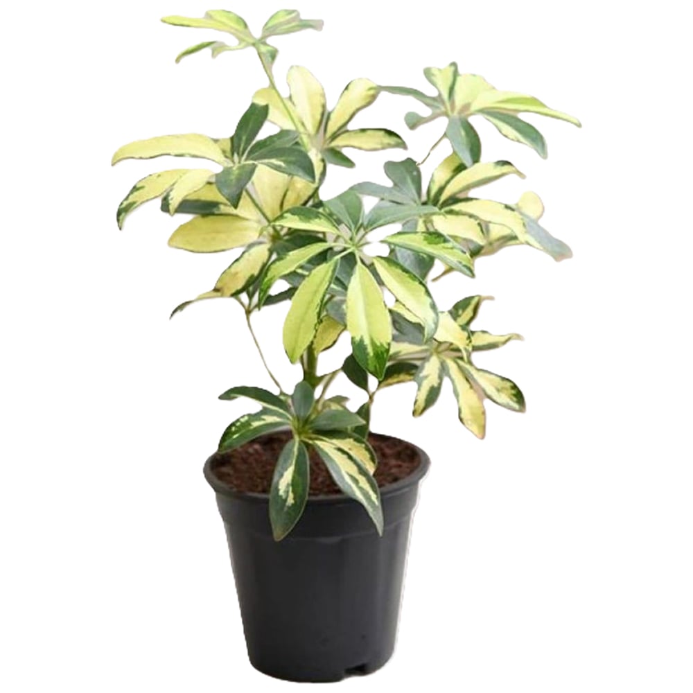BloomingBritish Schefflera Variegated Umbrella Tree Plant Image 2