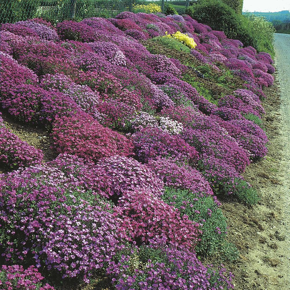 Johnsons Aubrieta Cascade Mix Seeds Image 1