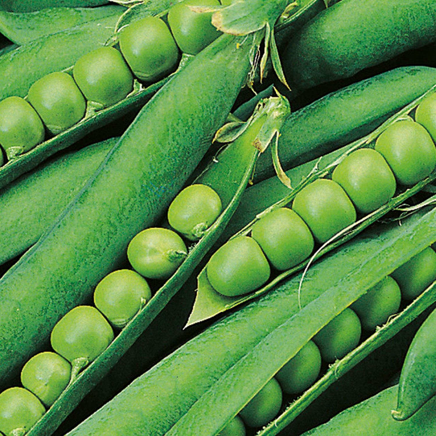 Johnsons Hurst Green Shaft Pea Seeds Image 1