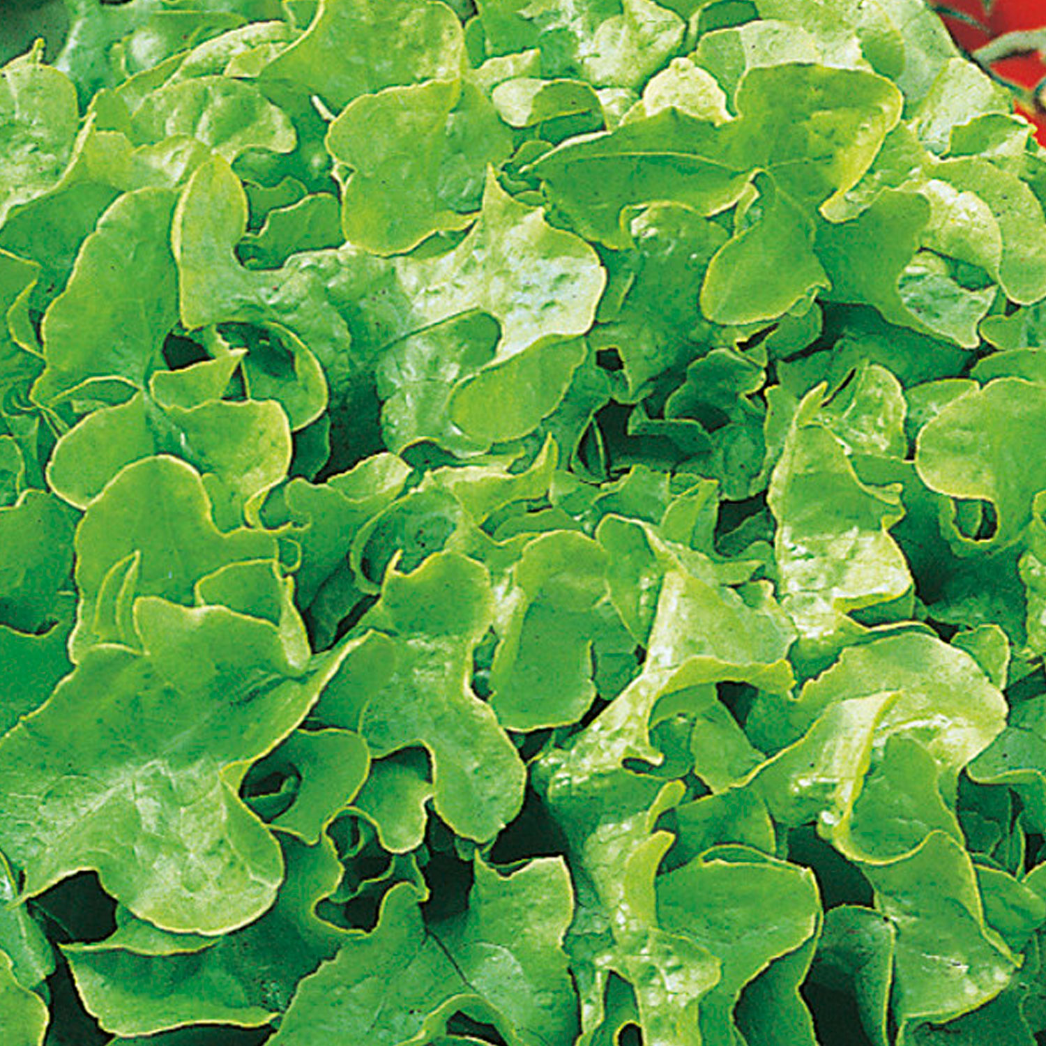 Johnsons Salad Bowl Lettuce Seeds Image 1