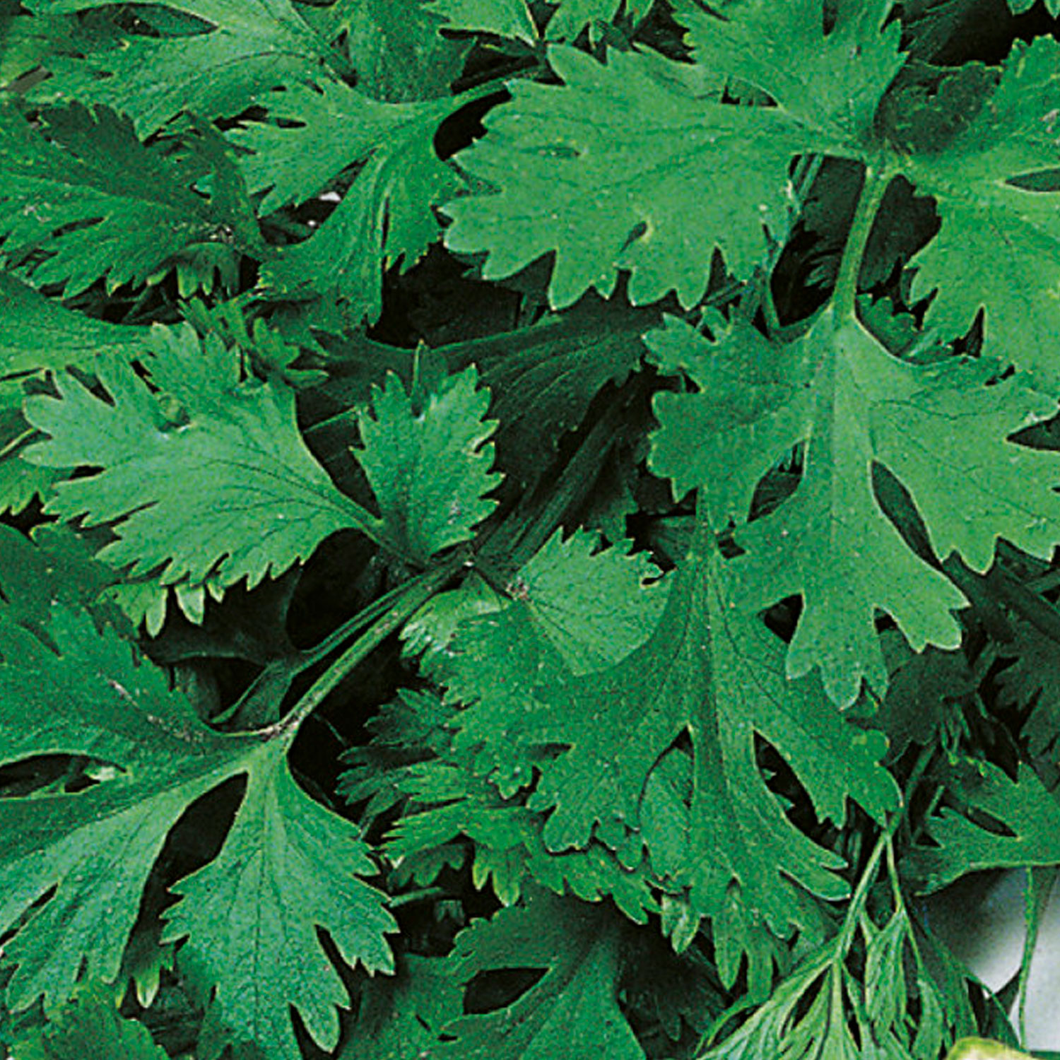 Johnsons Organic For Leaf Coriander Herb Seeds Image 1