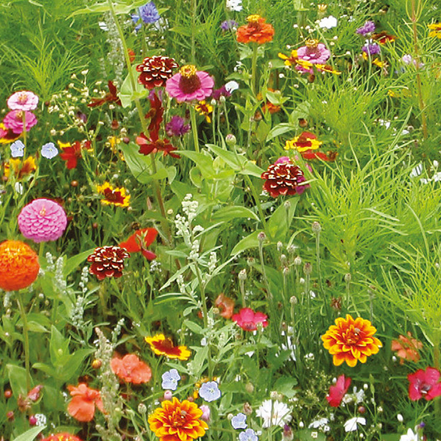 Johnsons Mary Lou Mixed Annuals Flower Seeds Image 1