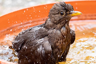 5 ways you can help wild birds in hot weather
