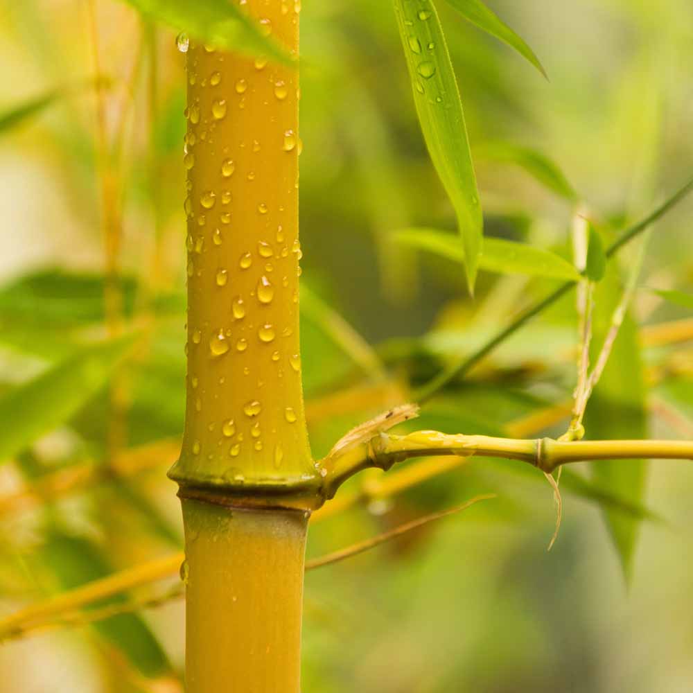 wilko Yellow Bamboo Plant 3L Pot Image 3