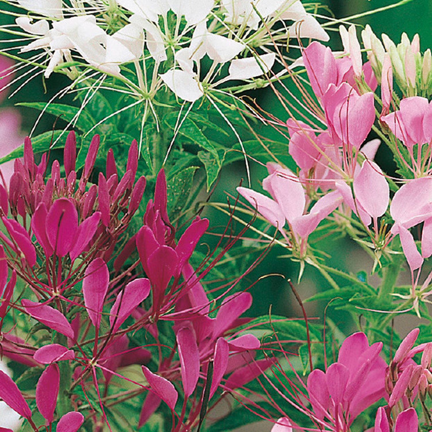 Johnsons Cleome Colour Fountain Mixed Flower Seeds Image 1