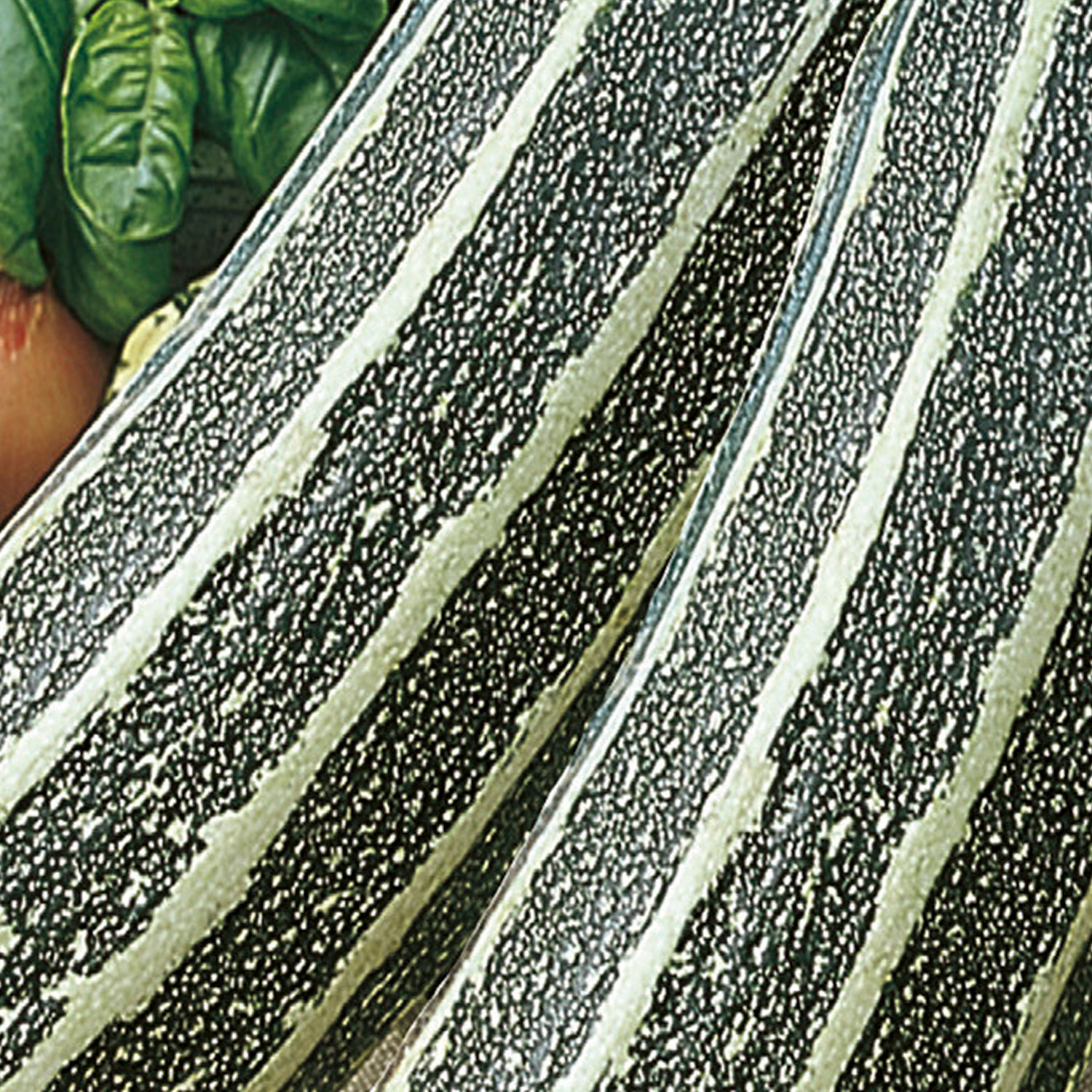 Johnsons Tiger Cross F1 Marrow Seeds Image 1
