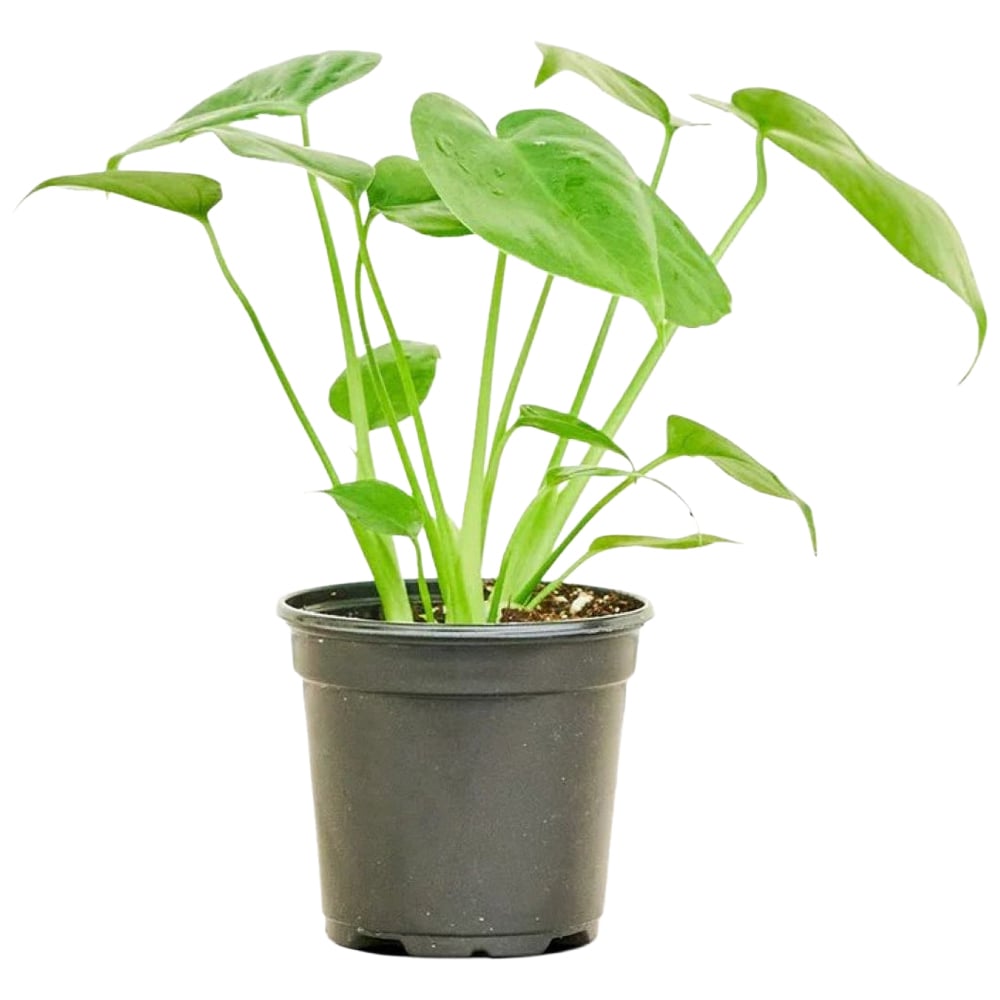 BloomingBritish Monstera Deliciosa Cheese Plant Image 2