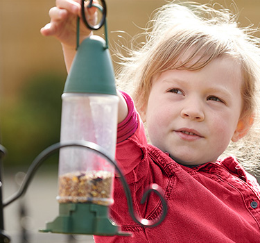 how to feed wild birds