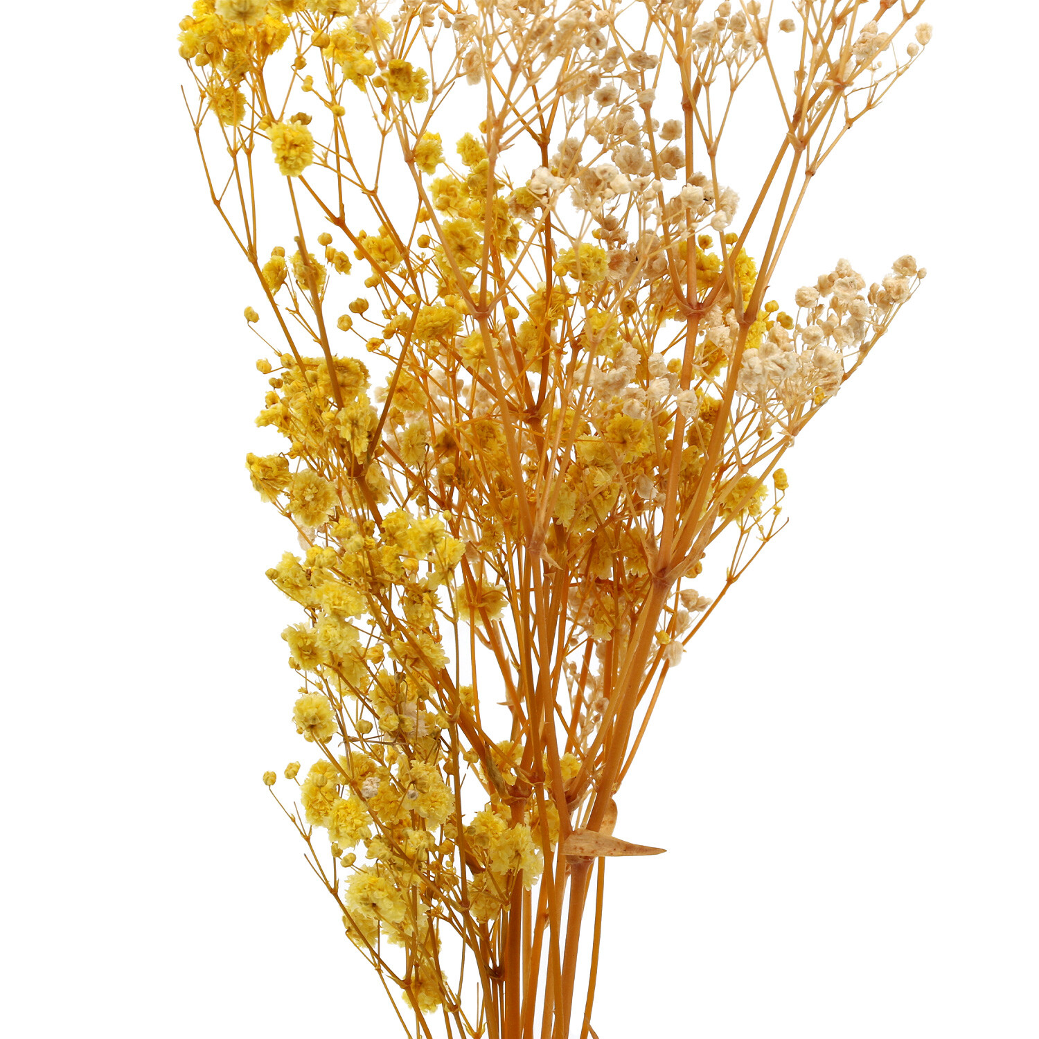Dried Gypsophila Bunch - Orange Image 2