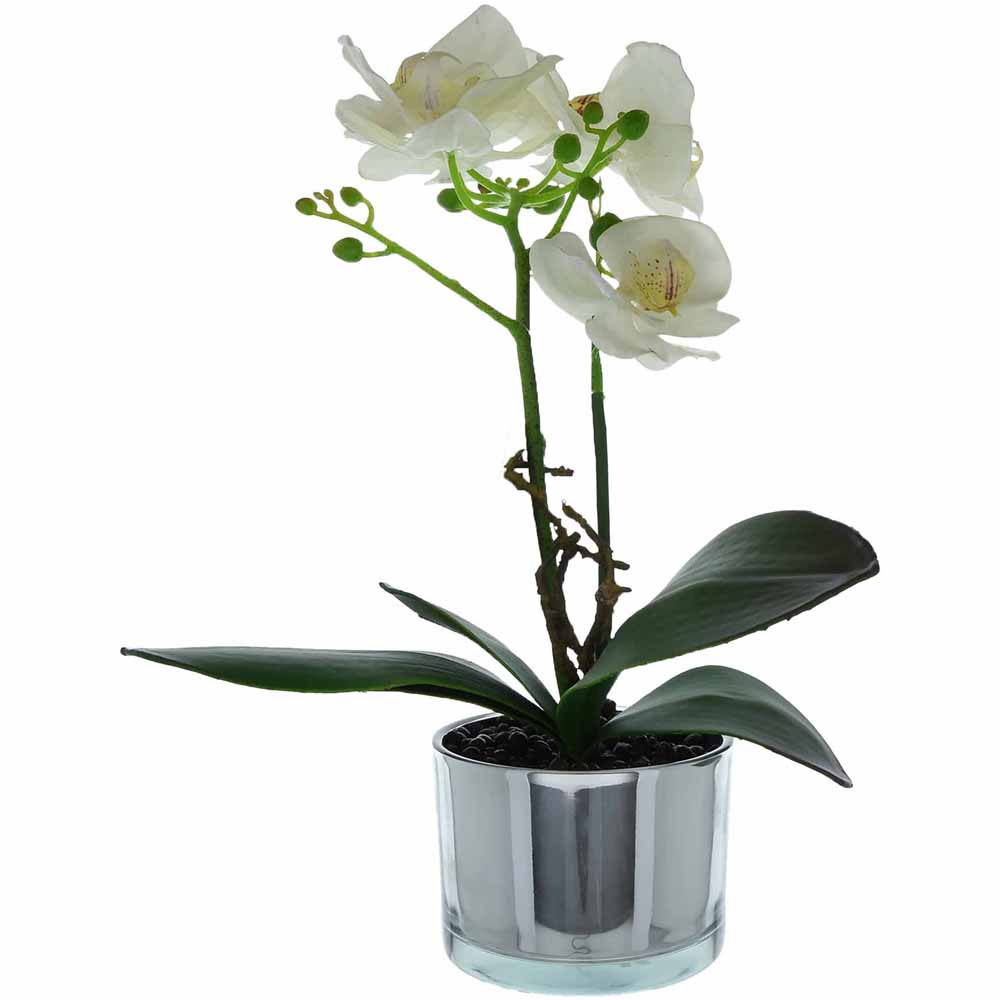 Candlelight White Orchid in Silver 40cm Image